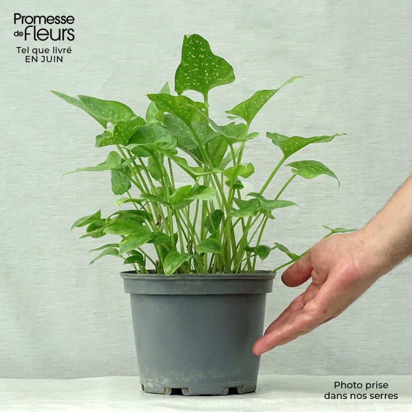 Ejemplar de Zantedeschia aethiopica Prince Amaël - Cala Maceta 2L/3L entregado en verano