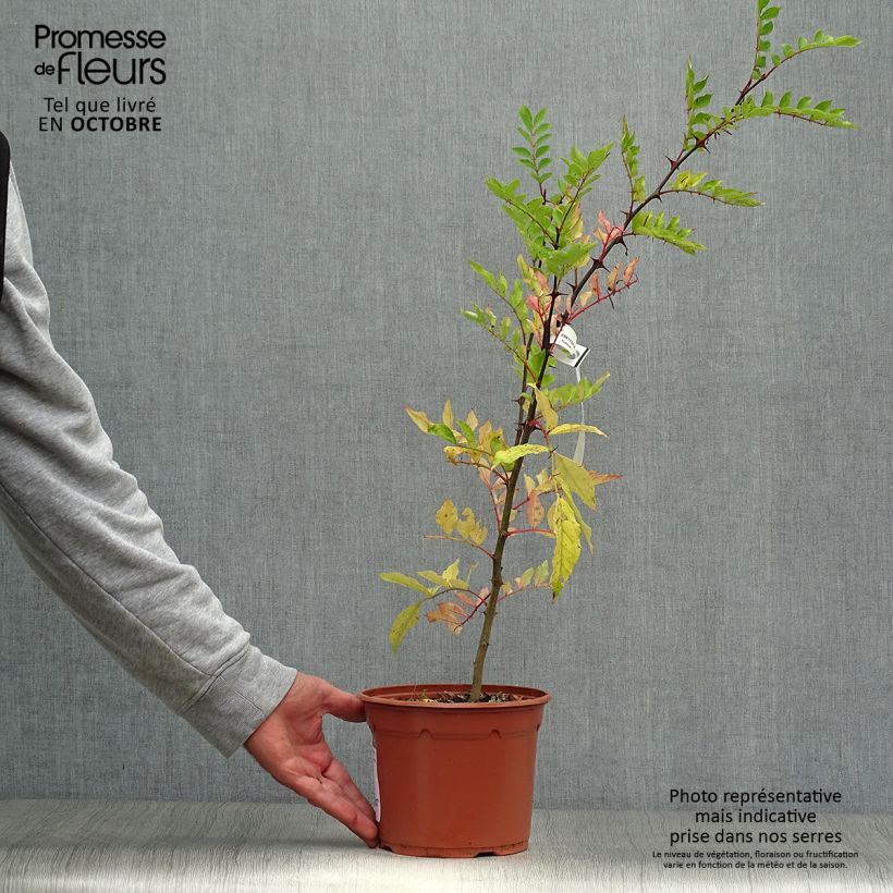 Ejemplar de Zanthoxylum piperitum - Pimentero japonés Maceta 2L/3L entregado en otoño
