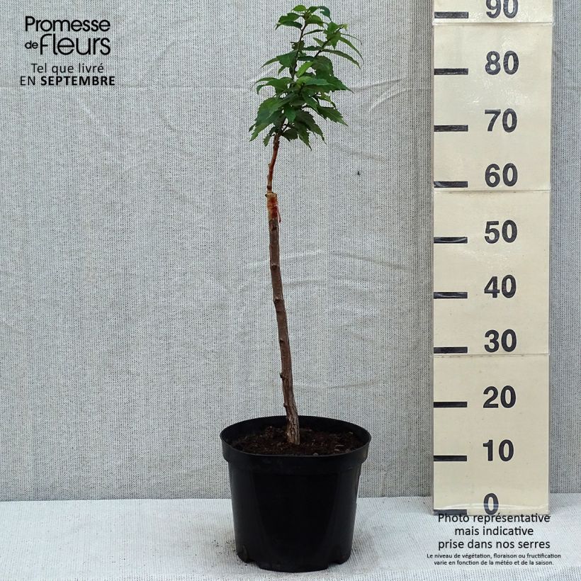 Ejemplar de Zelkova serrata Goblin - Orme de Sibérie Pot de 4L/5L entregado en verano