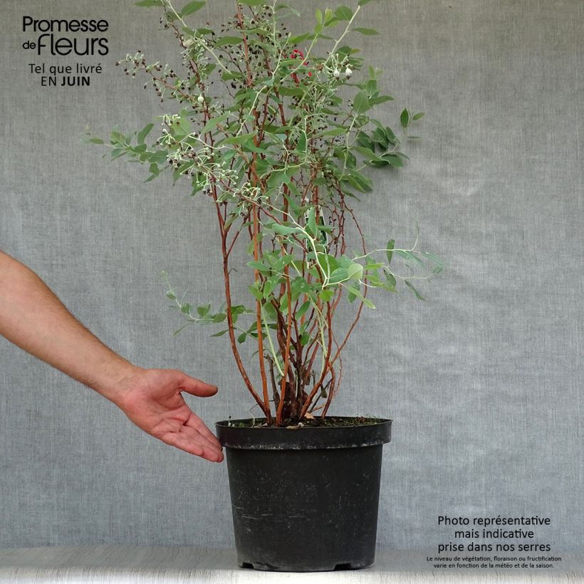 Ejemplar de Zenobia pulverulenta Blue Sky - Muguet en arbre Pot de 7,5L/10LHauteur livrée env. 50/60cm entregado en verano
