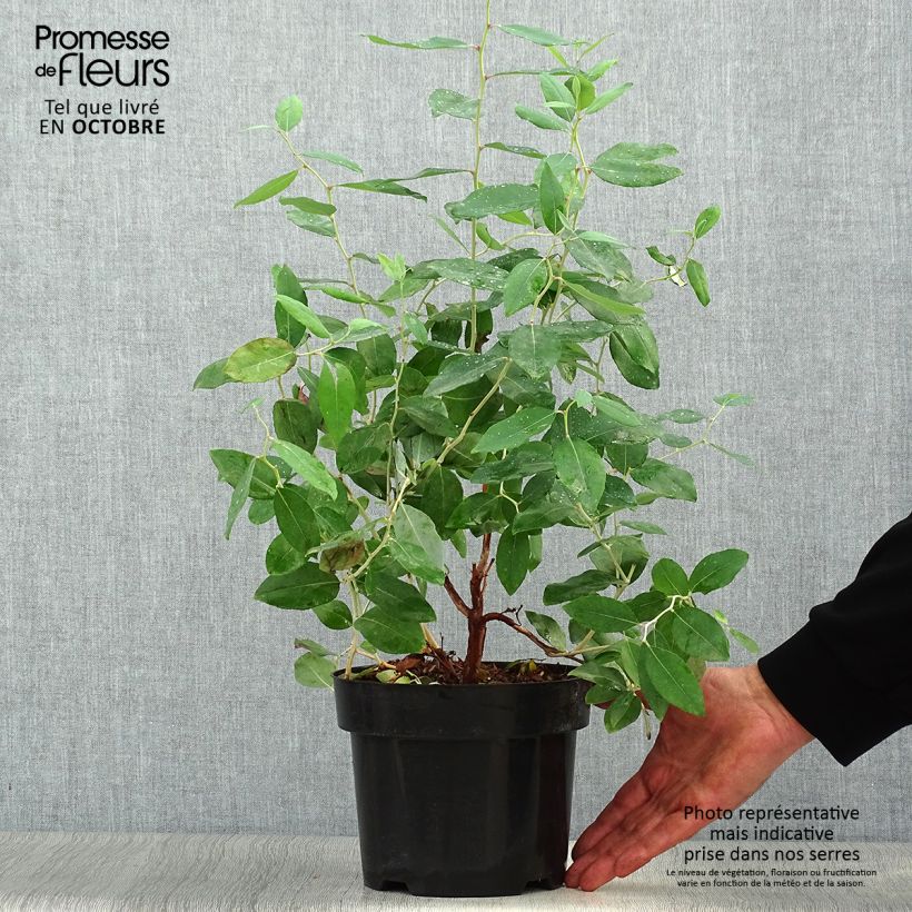 Ejemplar de Zenobia pulverulenta Blue Sky Maceta 3L/4L entregado en otoño