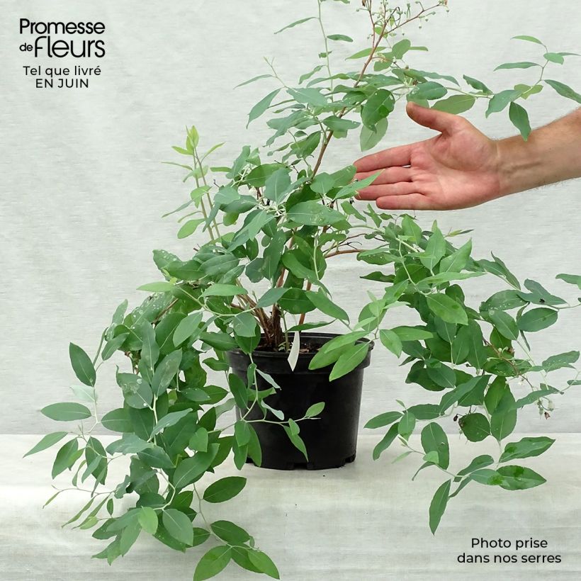 Ejemplar de Zenobia pulverulenta Blue Sky - Muguet en arbre Pot de 3L/4LHauteur livrée env. 30/40cm entregado en verano