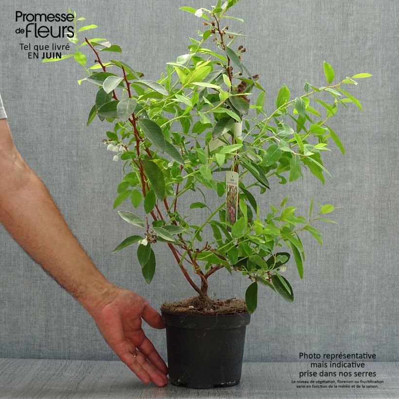 Ejemplar de Zenobia pulverulenta Raspberry Ripple - Muguet en arbre Pot de 2L/3L entregado en verano