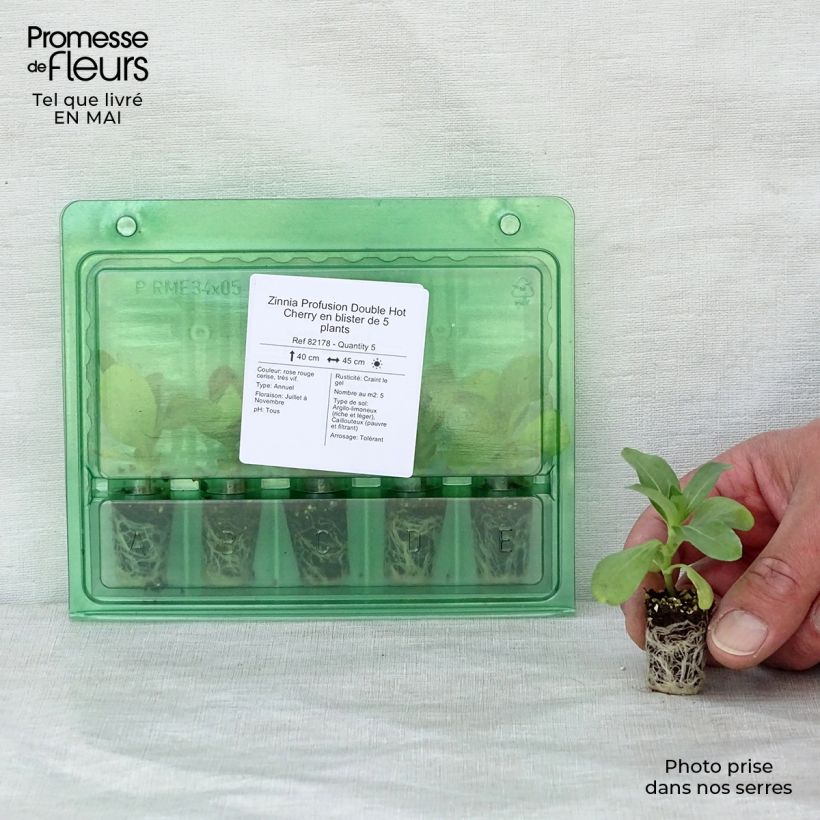 Zinnia Profusion Hot Cherry minicepellón: Ø 1,5/2,5 cm Ejemplar entregado en la primavera