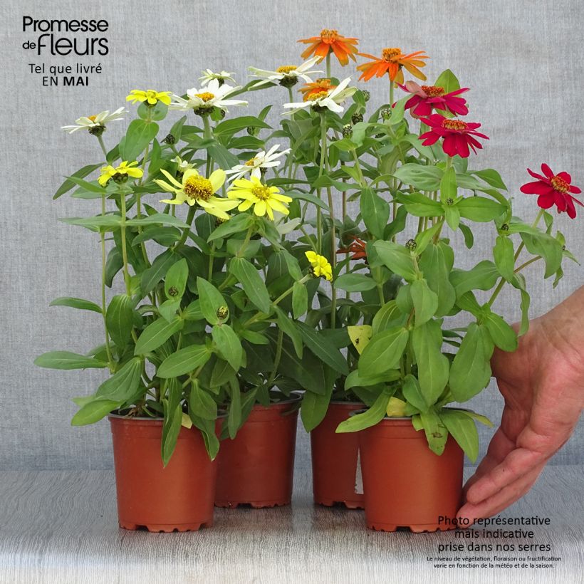 Zinnia Zahara Mix Maceta de 10 cm/11 cm Ejemplar entregado en la primavera