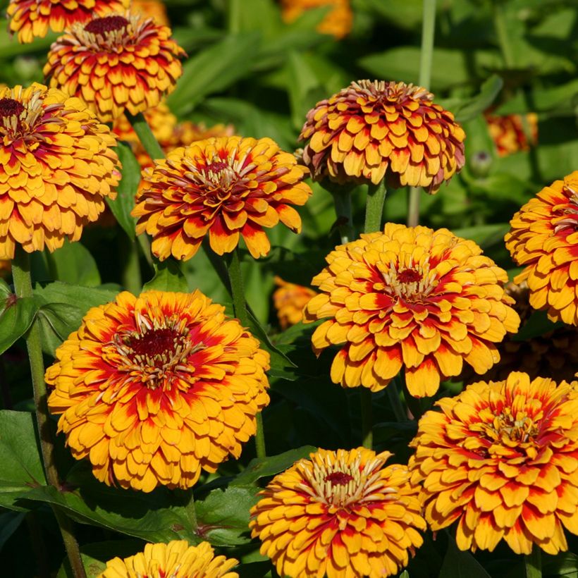 Zinnia Macarenia (Floración)