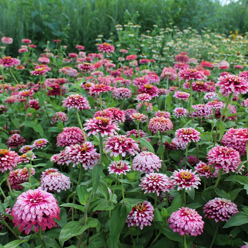 Zinnia Mazurkia (Porte)