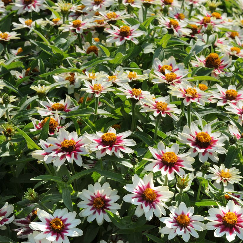 Zinnia Zahara Starlight Rose (Porte)