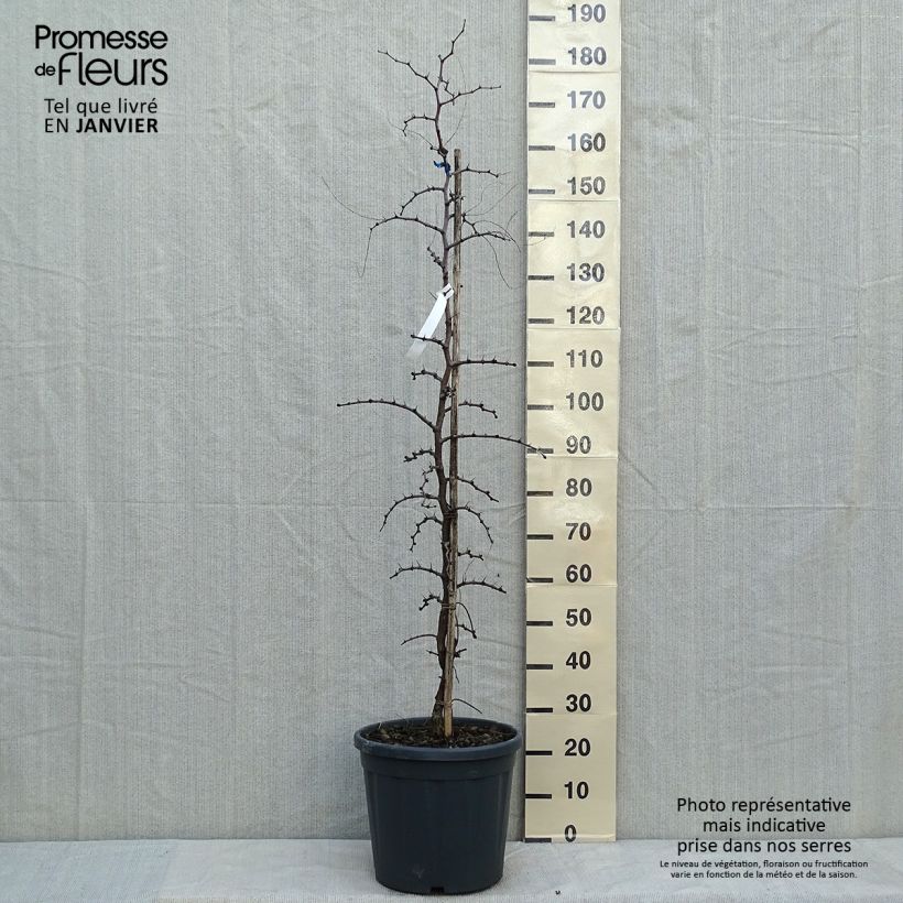 Azufaifo - Ziziphus jujuba Maceta 12L/15L Ejemplar entregado en invierno