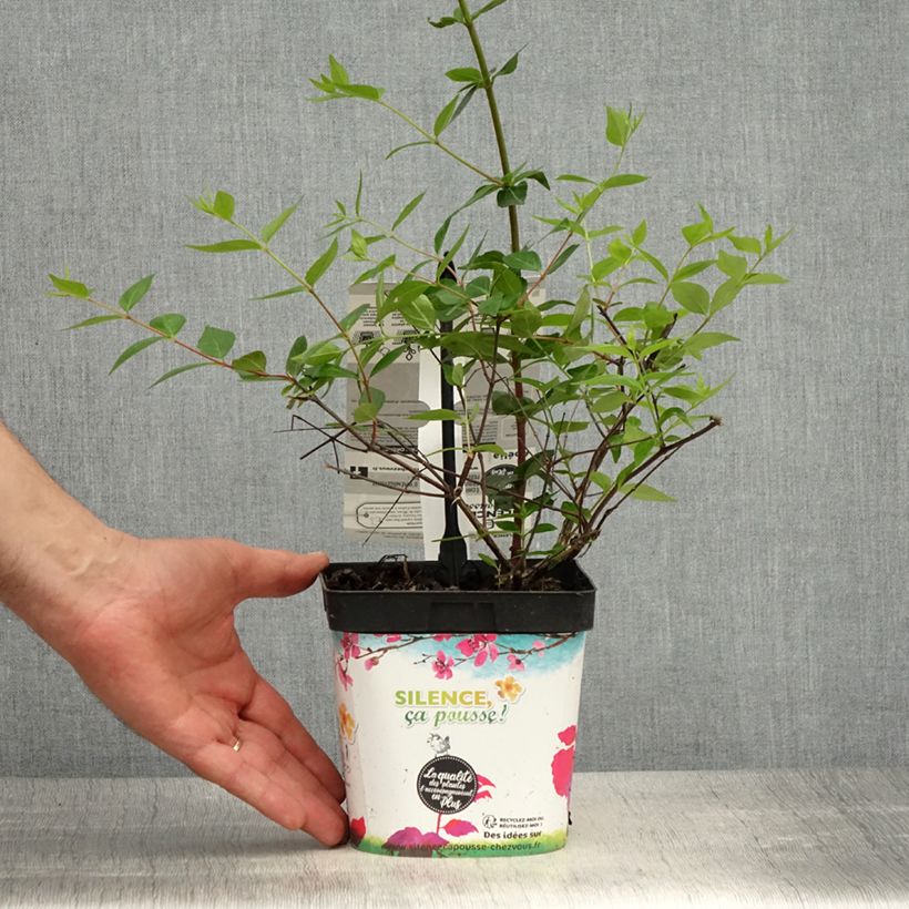 Abelia grandiflora Semperflorens Pot de 2L/3LHauteur livrée env. 15/20cm Ejemplar entregado en la primavera