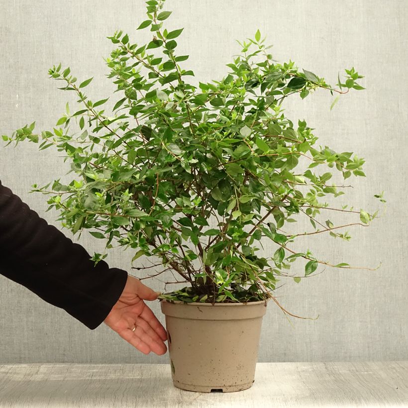 Ejemplar de Abelia chinensis Autumn Festival Maceta 4L/5L entregado en otoño
