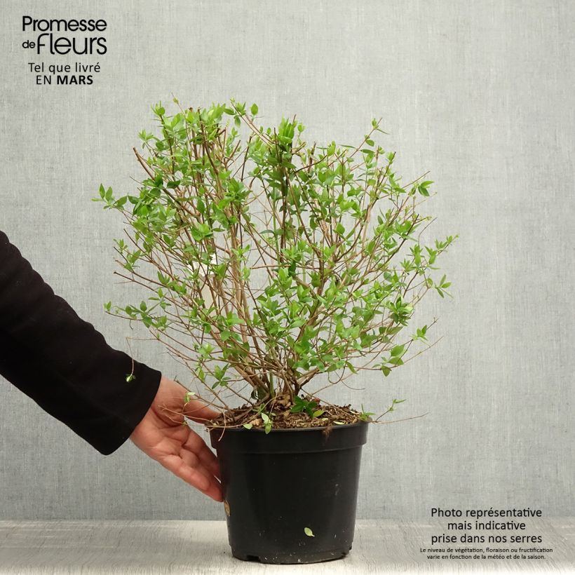 Abelia chinensis Autumn Festival - Abélia de Chine - Pot de 4L/5L Ejemplar entregado en la primavera