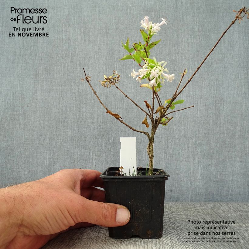 Ejemplar de Abelia chinensis White Surprise Maceta de 8/9 cm entregado en otoño