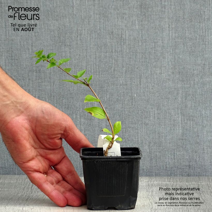 Ejemplar de Abelia chinensis White Surprise - Abélia de Chine - Godet de 8/9 cm entregado en verano