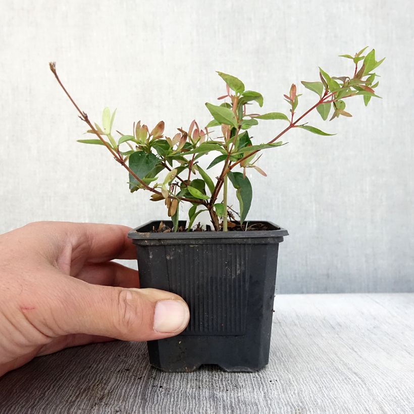 Ejemplar de Abelia grandiflora Edward Goucher Maceta de 8/9 cm entregado en otoño