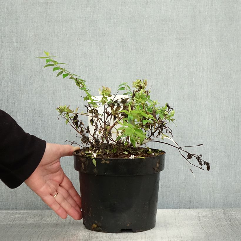 Ejemplar de Abelia grandiflora Caramel Charm Maceta 3L/4L entregado en otoño