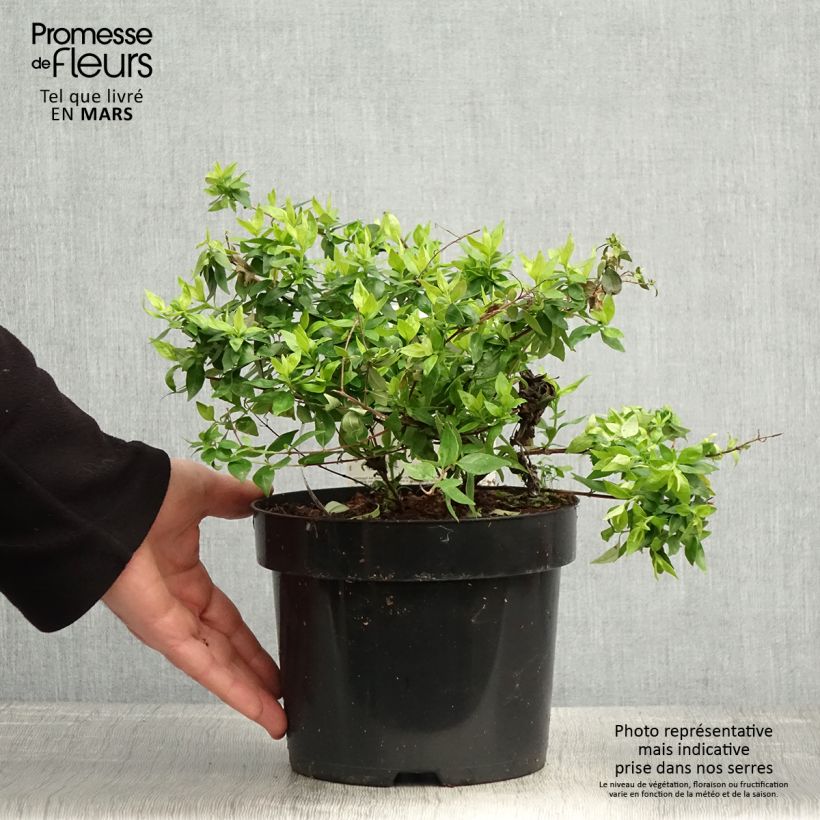 Abelia grandiflora Caramel Charm - Abélia à grandes fleurs Pot de 3L/4L Ejemplar entregado en la primavera