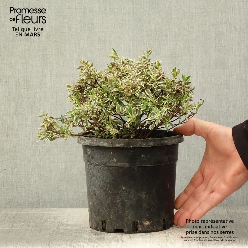 Abelia grandiflora Confetti en pot de 1.5L/2L Ejemplar entregado en la primavera