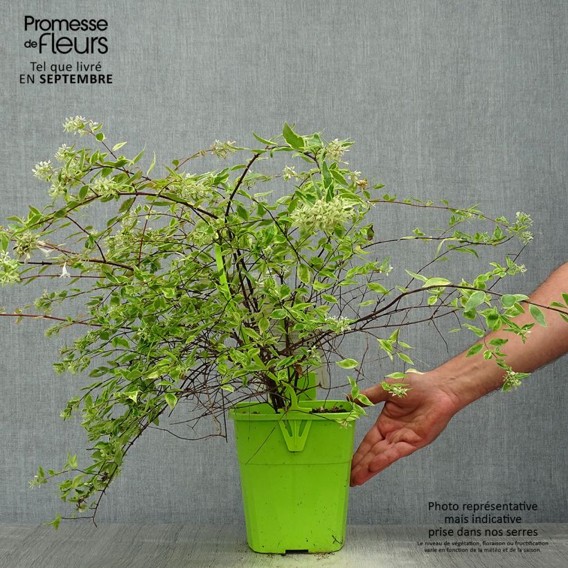 Ejemplar de Abelia grandiflora Hopleys Maceta 2L/3L entregado en otoño