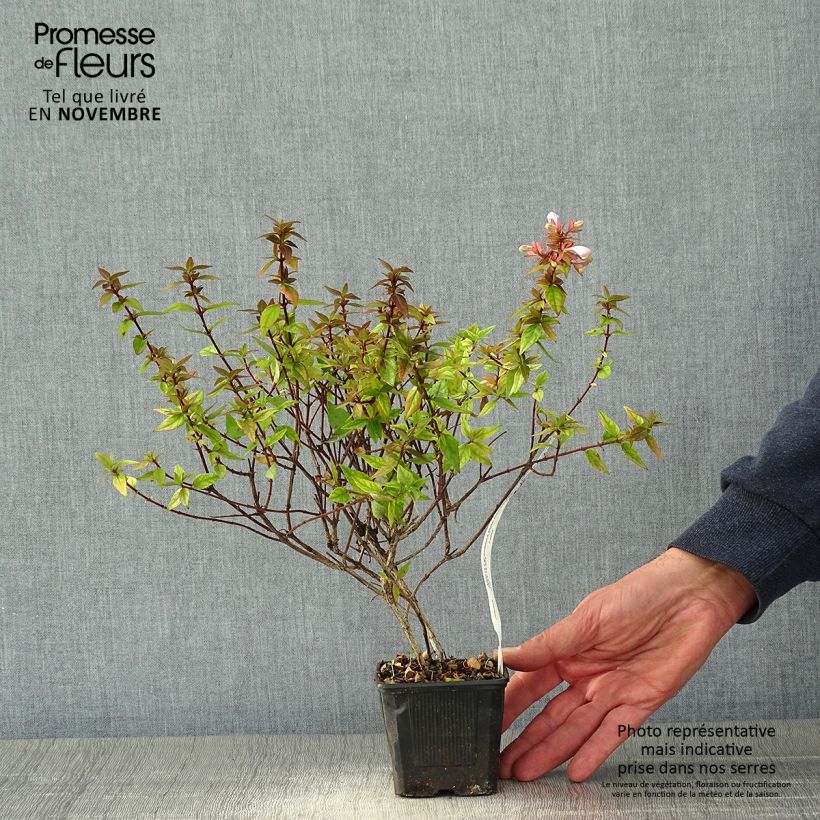 Ejemplar de Abelia grandiflora Pisto Maceta de 8/9 cm entregado en otoño