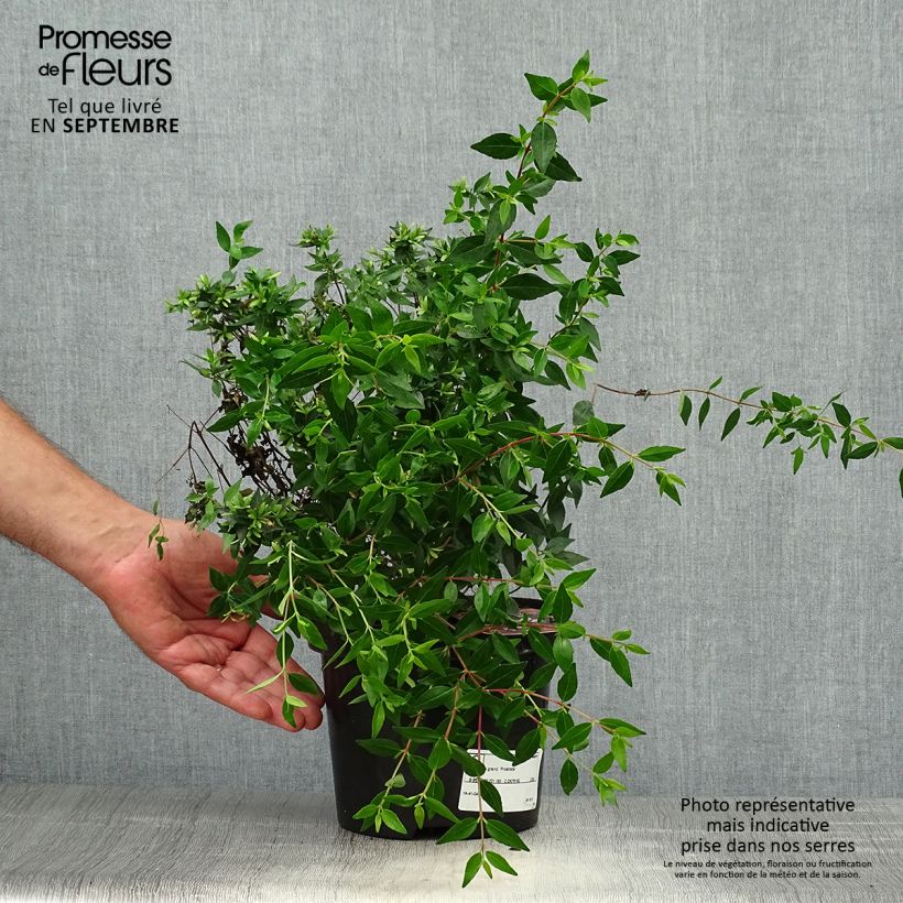 Ejemplar de Abelia grandiflora Prostrata Maceta 2L/3L entregado en otoño