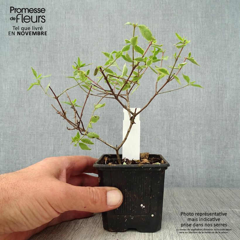 Ejemplar de Abelia grandiflora Sunshine Daydream Maceta de 8/9 cm entregado en otoño