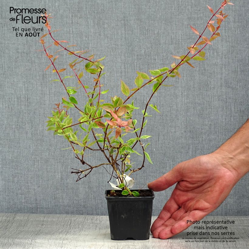 Ejemplar de Abelia grandiflora Sunshine Daydream Maceta de 8/9 cm entregado en verano