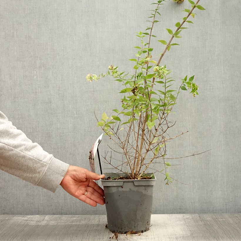 Ejemplar de Abelia Raspberry Profusion Maceta 3L/4L entregado en otoño