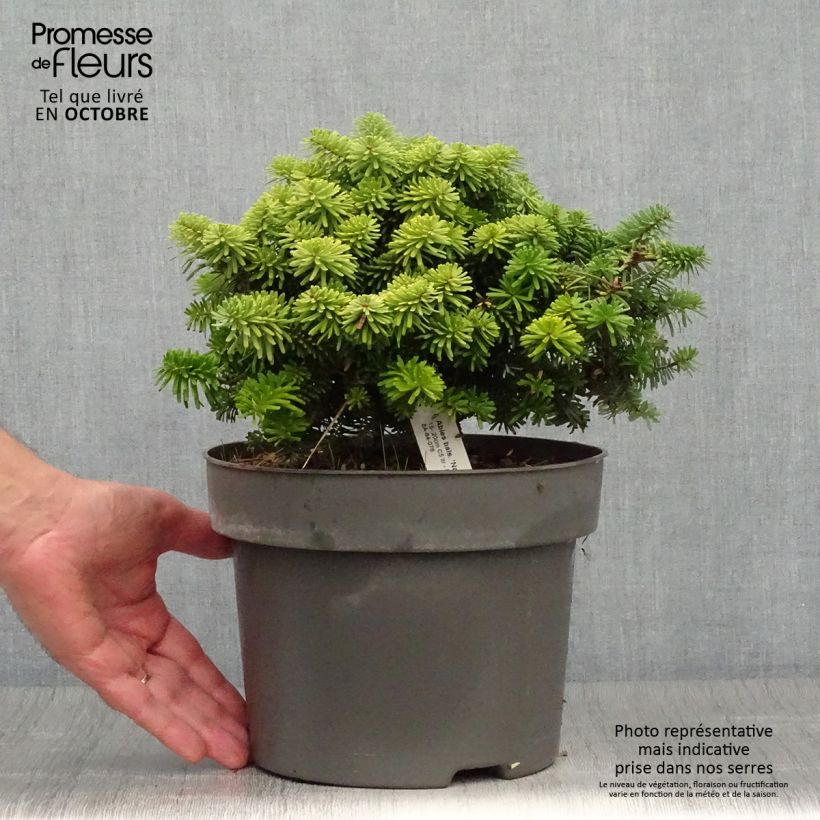 Ejemplar de Abies balsamea Nana Maceta 4L/5L entregado en otoño
