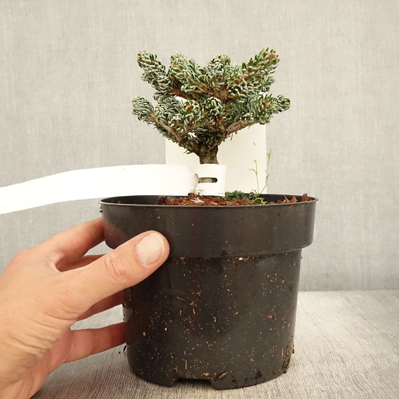 Ejemplar de Abies koreana Kohout's Icebreaker - Abeto de Corea Maceta 2L/3L entregado en otoño