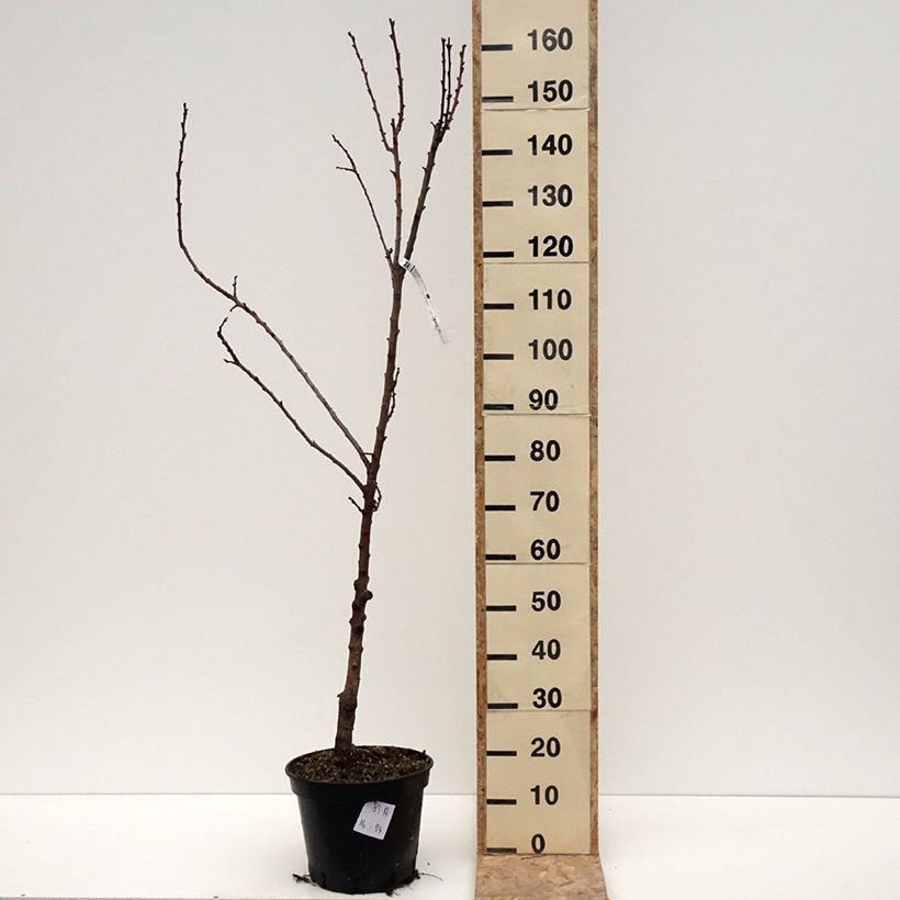 Albaricoquero Bergeval Maceta 7,5L/10L, Copa Ejemplar entregado en invierno