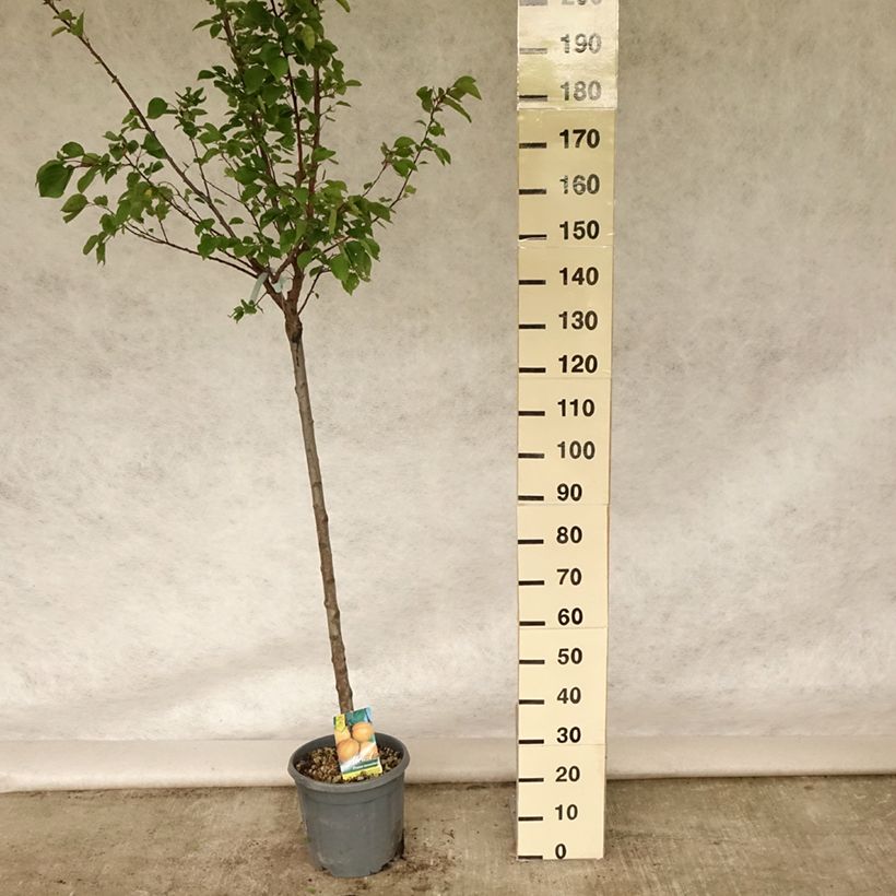 Ejemplar de Albaricoquero Hargrand Maceta 12L/15L, Medio tallo entregado en verano