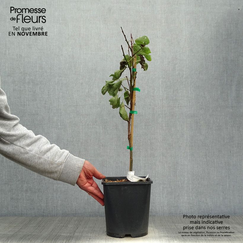Ejemplar de Albaricoquero enano Fruit Me Apricot Me Pending Maceta 4L/5L, Enano entregado en otoño