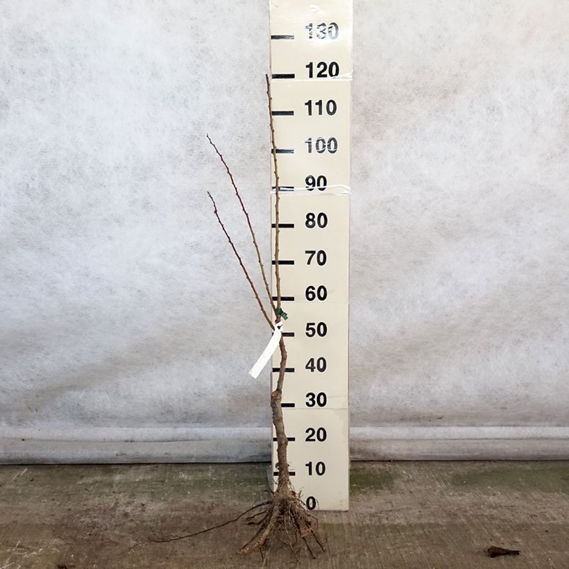 Albaricoquero Précoce de Saumur Bio Raíces desnudas, Vástago Ejemplar entregado en invierno