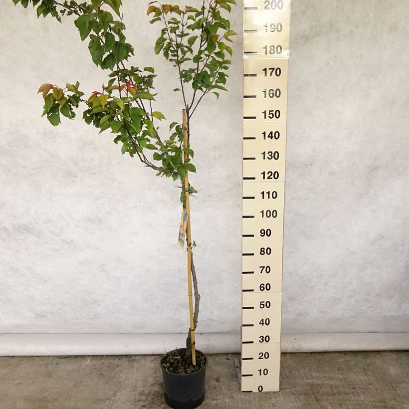 Ejemplar de Albaricoquero Peche de Nancy Maceta 7,5L/10L, Medio talloAltura de entrega aprox. 200/220cm entregado en verano