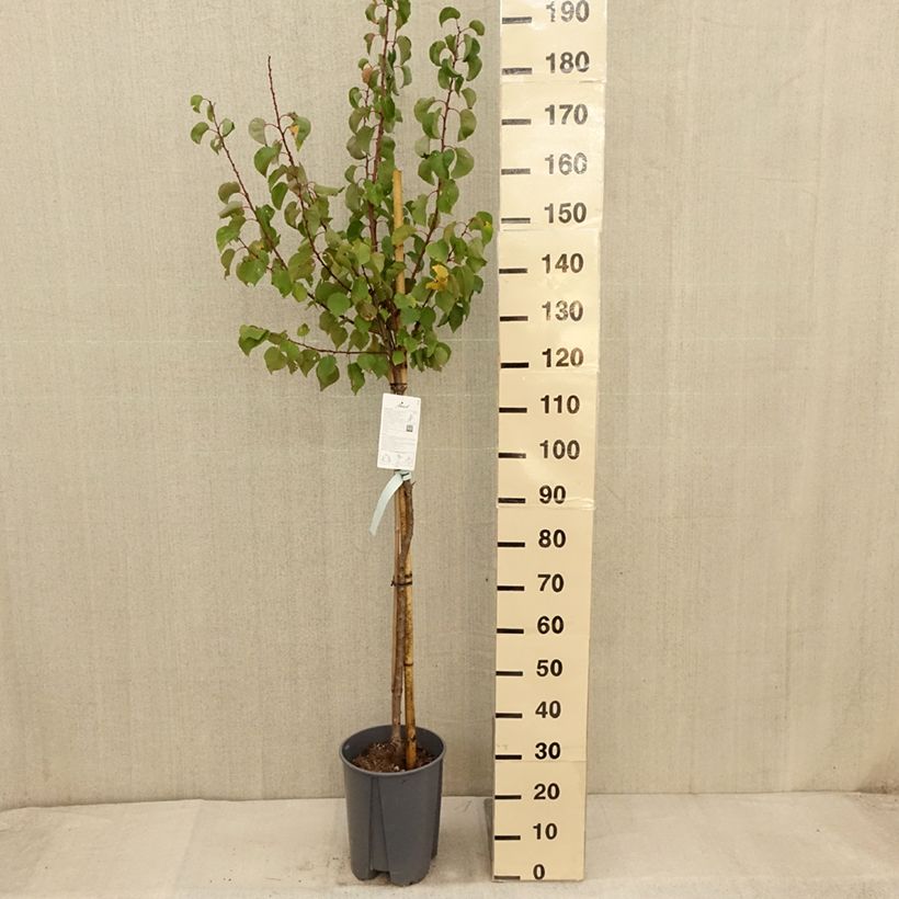 Ejemplar de Albaricoquero Rouge du Roussillon Maceta 7,5L/10L, Medio tallo entregado en otoño