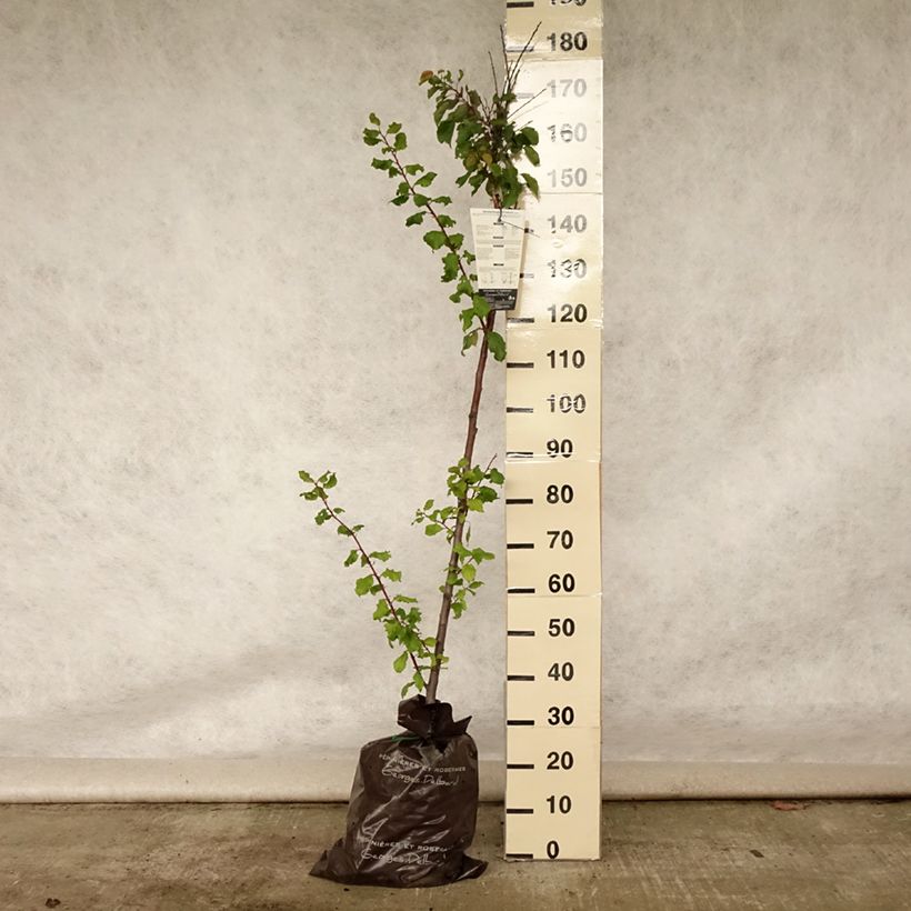 Ejemplar de Albaricoquero Rouge Tardif Delbard Cepellón "listo para plantar", Medio talloAltura de entrega aprox. 160cm entregado en verano