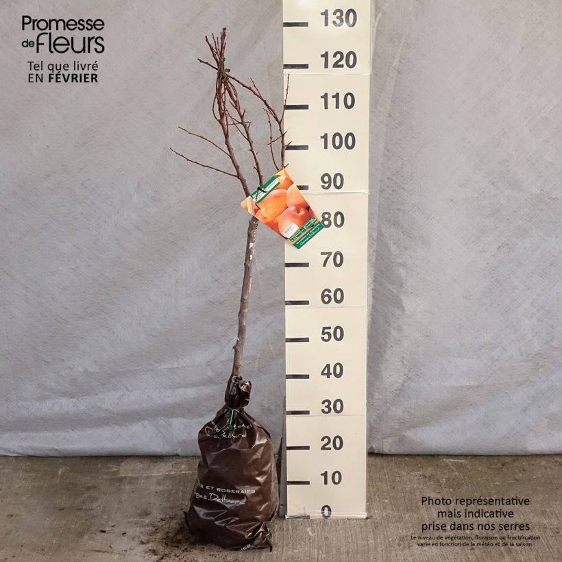 Albaricoquero Rouge Tardif Delbard Cepellón "listo para plantar", CopaAltura de entrega aprox. 140/+cm Ejemplar entregado en invierno