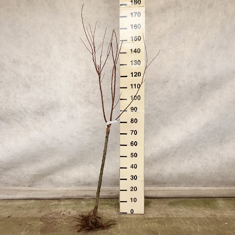 Ejemplar de Albaricoquero Rouge Tardif Delbard Raíces desnudas, CopaAltura de entrega aprox. 140/160cm entregado en otoño