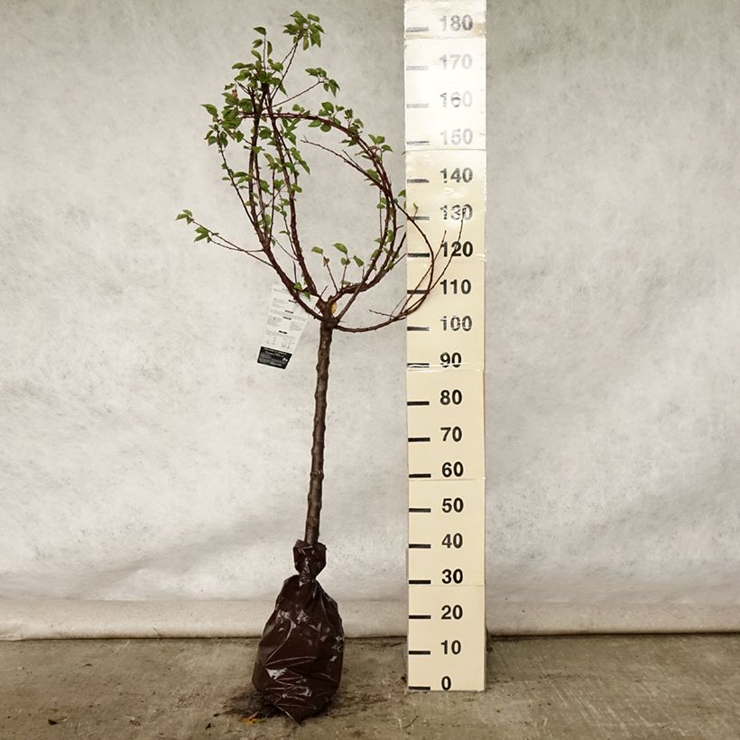 Ejemplar de Albaricoquero Rustique Des Pyrénées bourquin Cepellón "listo para plantar", CopaAltura de entrega aprox. 120+cm entregado en verano