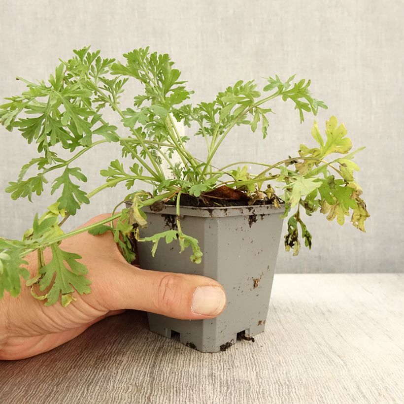 Ejemplar de Ajenjo BIO - Artemisia absinthium Maceta de 7/8 cm entregado en otoño