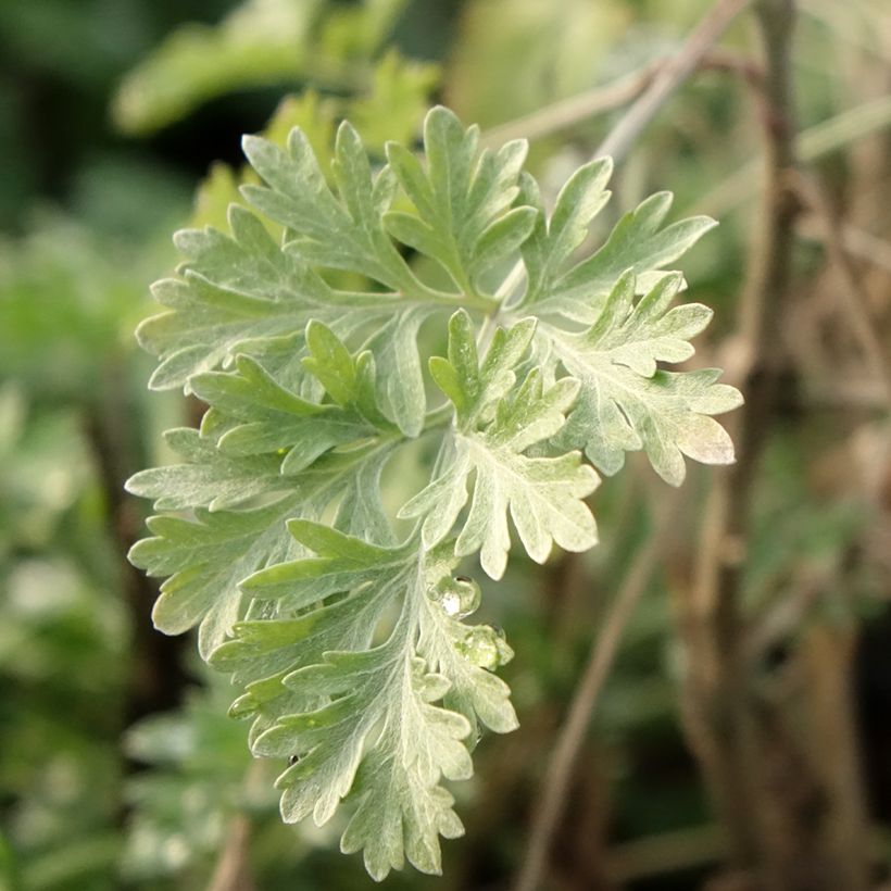 Ajenjo - Artemisia absinthium (Follaje)