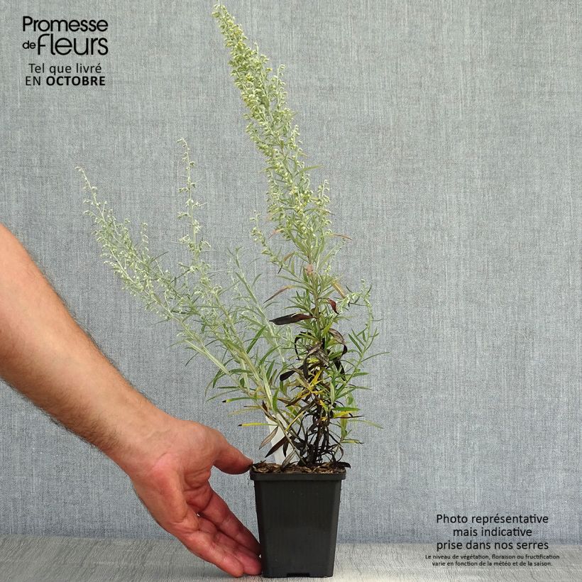 Ejemplar de Artemisia stelleriana Boughton Silver Maceta de 8/9 cm entregado en otoño