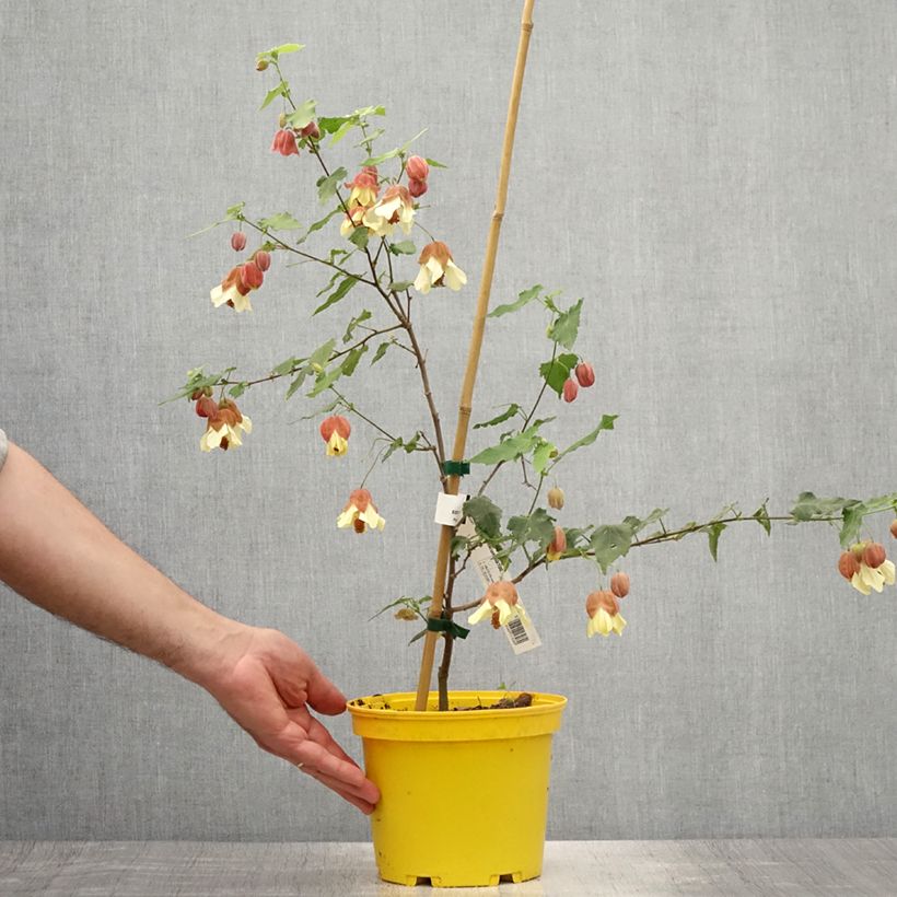 Ejemplar de Abulilon megapotamicum - Linterna china Maceta 3L/4LAltura de entrega aprox. 60/80cm entregado en verano