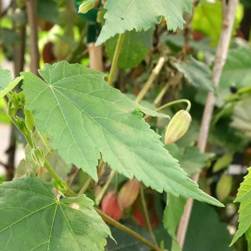Abutilon Pink Charm (Follaje)