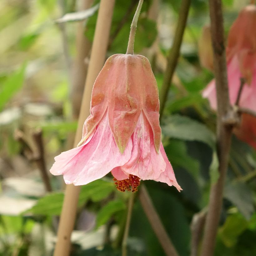Abutilon Pink Charm (Floración)