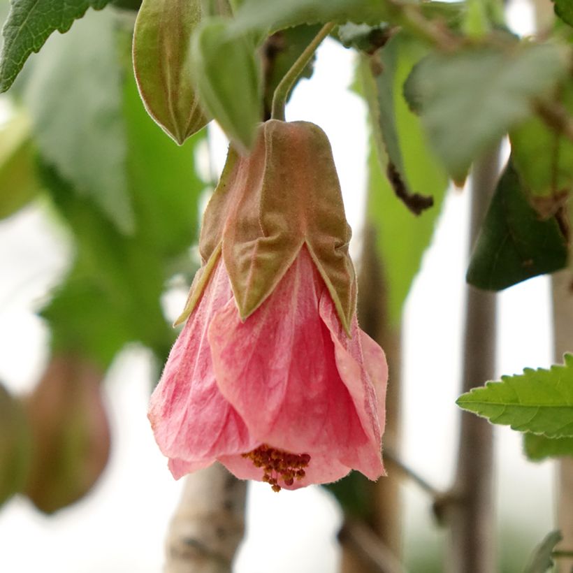 Abutilon Pink Charm (Floración)