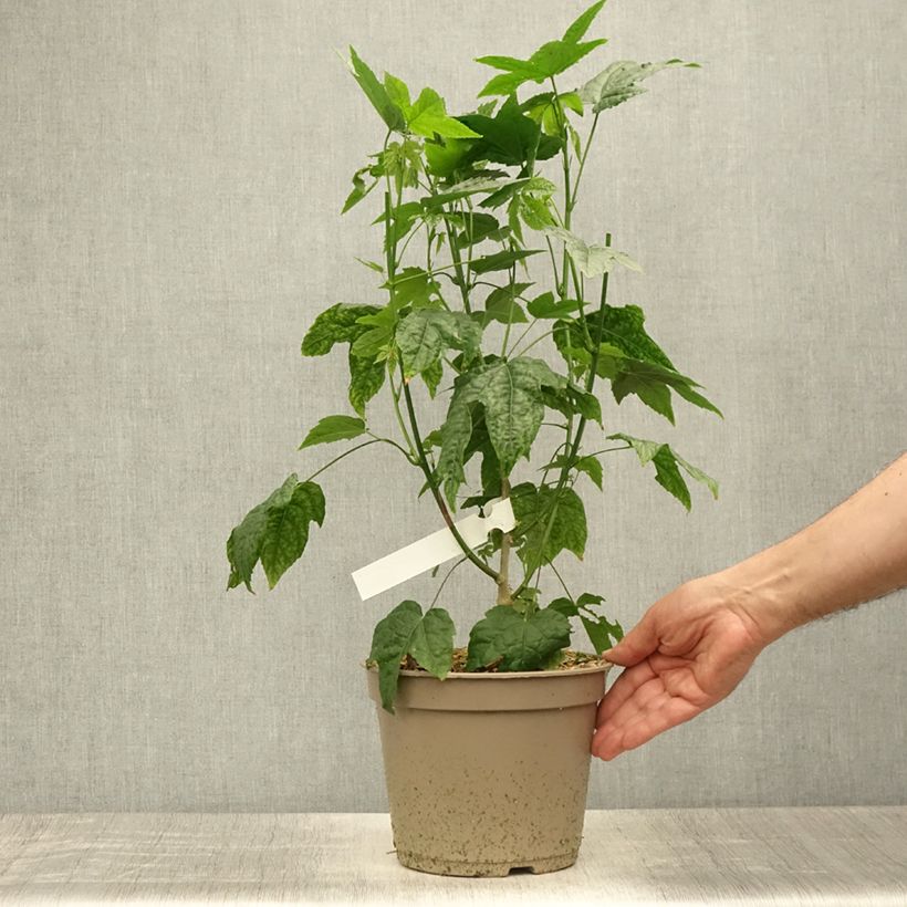 Ejemplar de Abulilon striatum Redvein Maceta 4L/5LAltura de entrega aprox. 70cm entregado en verano