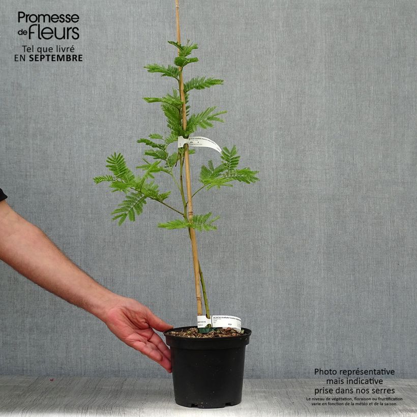Ejemplar de Acacia dealbata Gaulois Astier - Mimosa plateada Maceta 2L/3L entregado en otoño