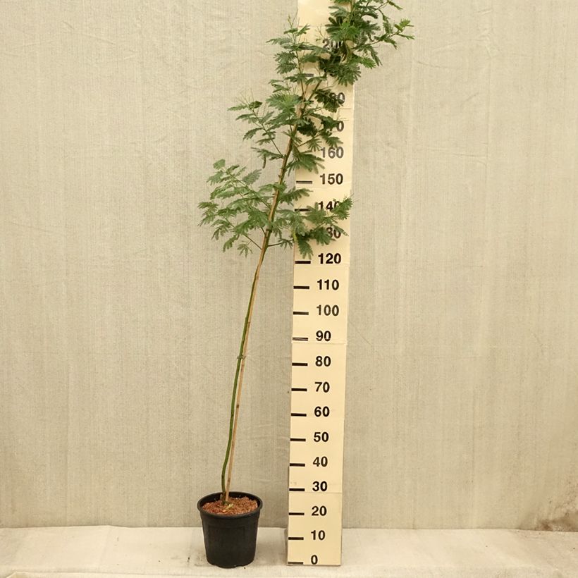 Ejemplar de Acacia dealbata Gaulois Astier - Mimosa plateada Maceta 7,5L/10L entregado en otoño